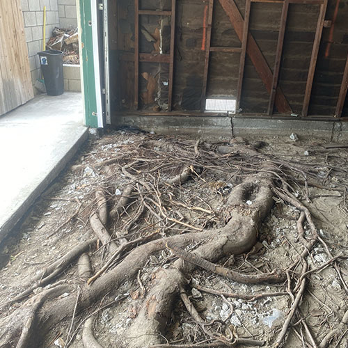 Concrete with tree roots needing foundation repair in Los Angeles